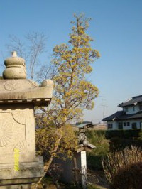 春